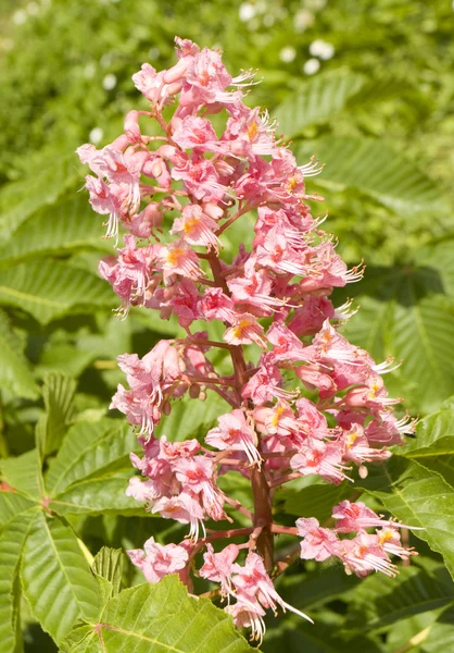 Flor de castanheiro rosa — Fotografia de Stock