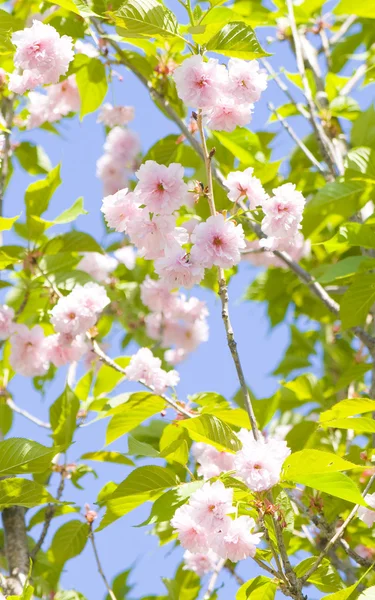 Japonês rosa pássaro cereja árvore — Fotografia de Stock