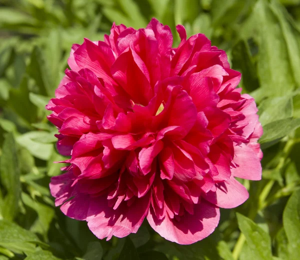 Crimson peony — Stock Photo, Image