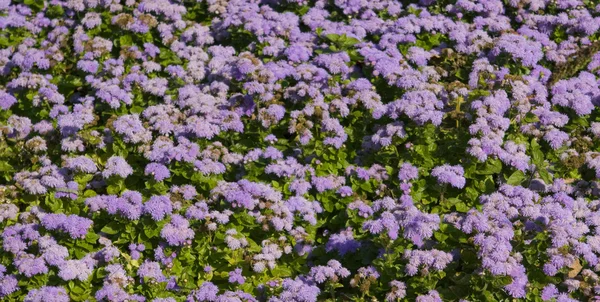 Ageratum — Stockfoto