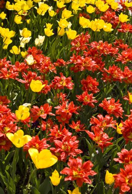 kırmızı ve sarı laleler