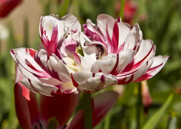 Wit-rood, tulp — Stockfoto