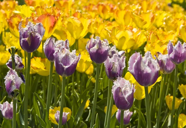 Yellow and violet tulips — Stock Photo, Image