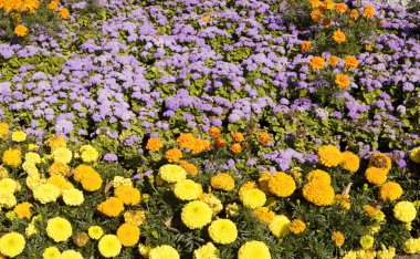 Marigolds ve ageratum