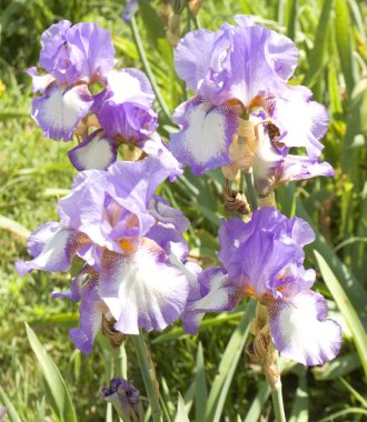 Süsen mavi ve beyaz