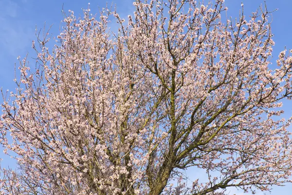 Almond tree in blossom — Stock Photo, Image