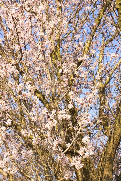 Almond tree flowers — Stock Photo, Image