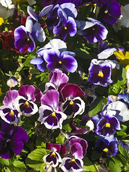 Amores-perfeitos (tricolor de viola) — Fotografia de Stock