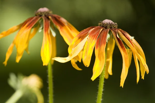 Rudbeckia sárga virágok — Stock Fotó