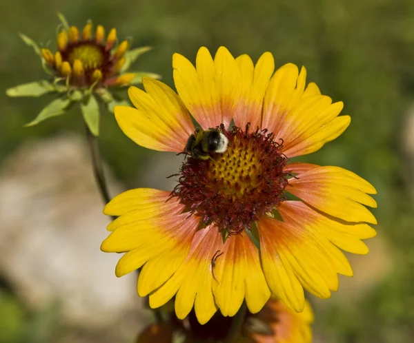 Rudbeckia (kegel bloem) en bee — Stockfoto