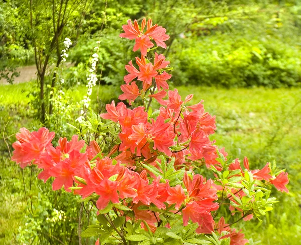 Flores vermelhas do Rhododendron — Fotografia de Stock