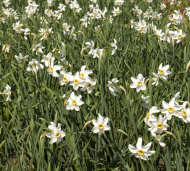 Beyaz nergis çiçekleri