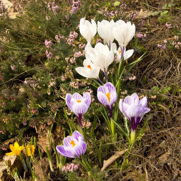 Krokusar vit och lila — Stockfoto