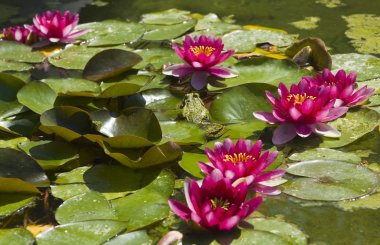 Kurbağa ve crimson nilüferler