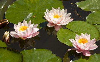 Üç pembe nilüferler