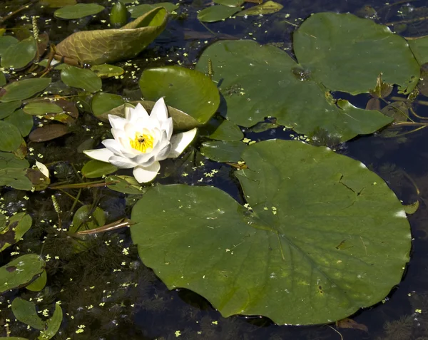 Een witte waterlelie — Stockfoto