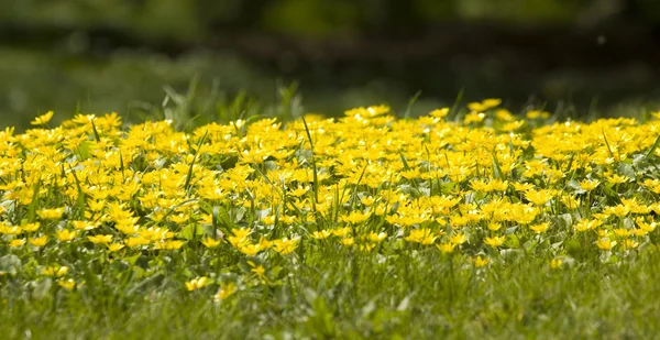Κίτρινο-κύπελλα (buttercups) λουλούδια — Φωτογραφία Αρχείου
