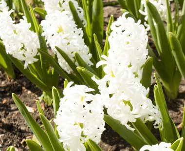 Beyaz sümbül çiçek