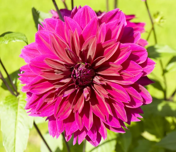 Roze dahlia bloem — Stockfoto