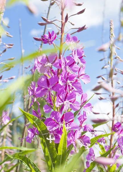 Willow-weed (brand-weed) — Stockfoto