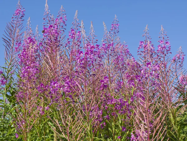 Weidenkrautblüten — Stockfoto