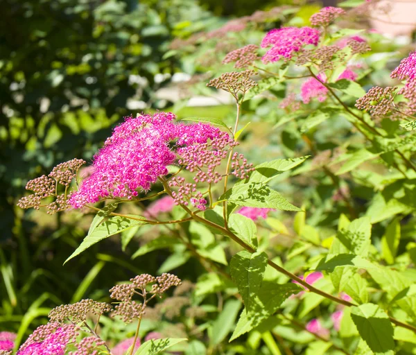 Flores de espirea rosa —  Fotos de Stock