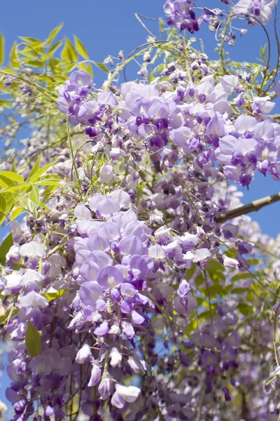 Wistaria flowers on blue sky — Stock Photo, Image