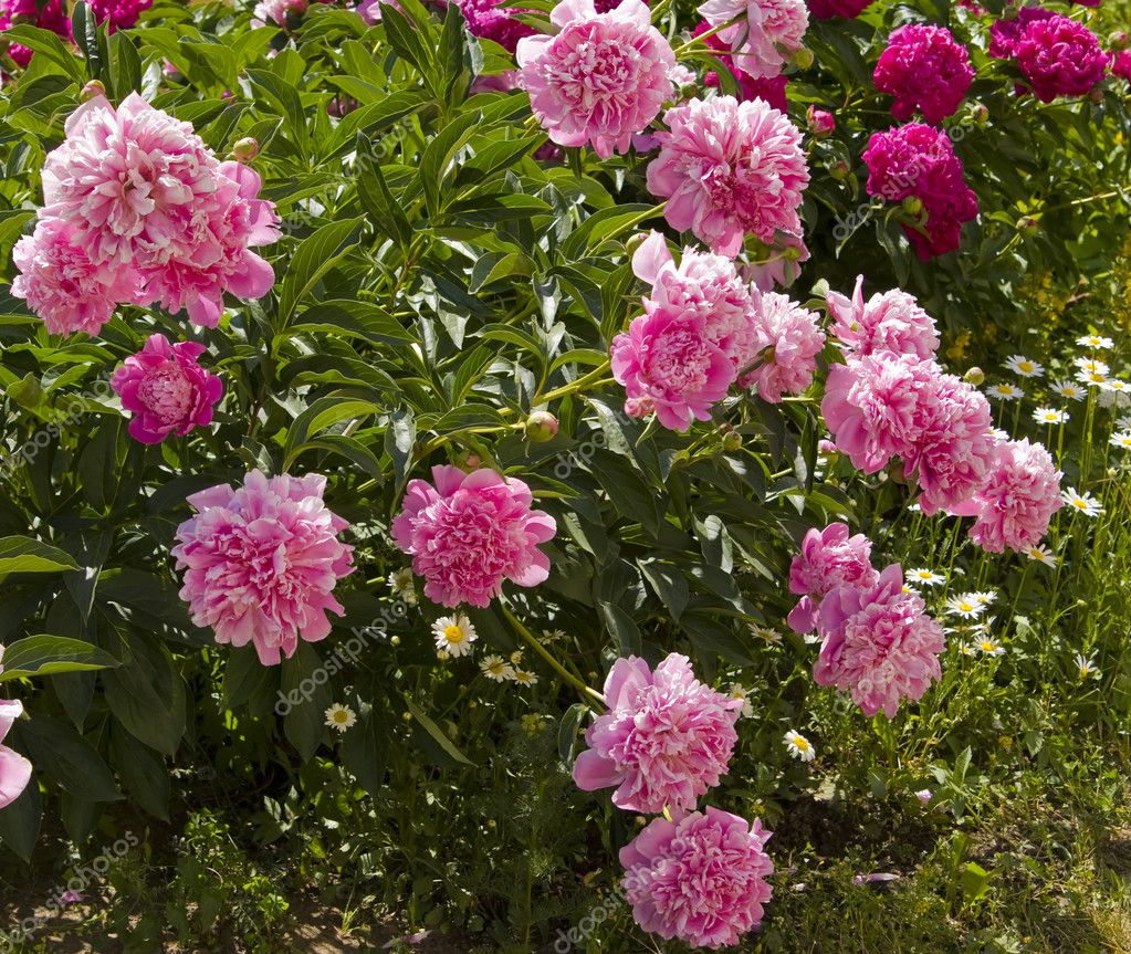 Rosa Pfingstrosen Am Strauch Stockfoto C Afonskaya 86947882