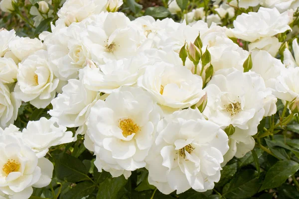 Muchas rosas blancas — Foto de Stock