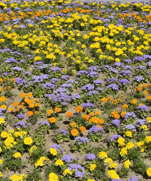 Ringblommor och ageratum — Stockfoto