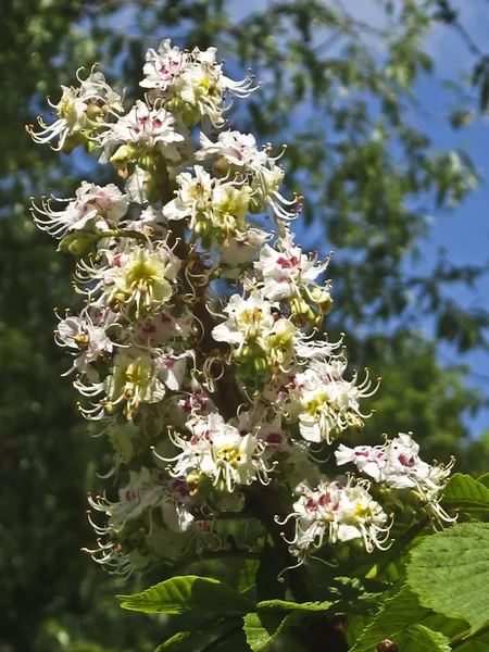 Bloem van witte kastanjeboom — Stockfoto