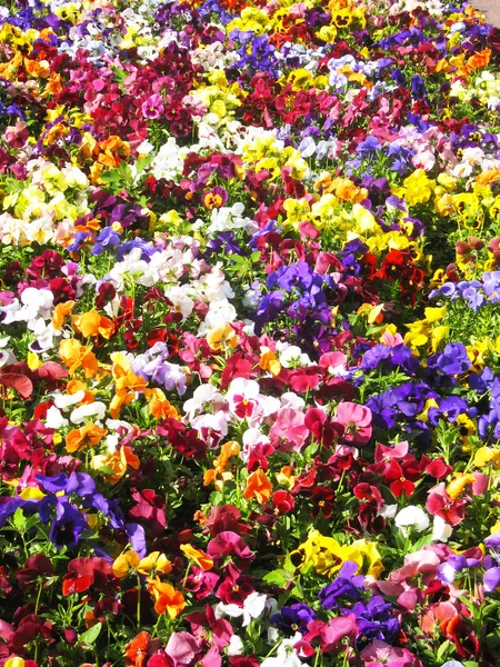 A különböző színű árvácskák virágágyásba — Stock Fotó