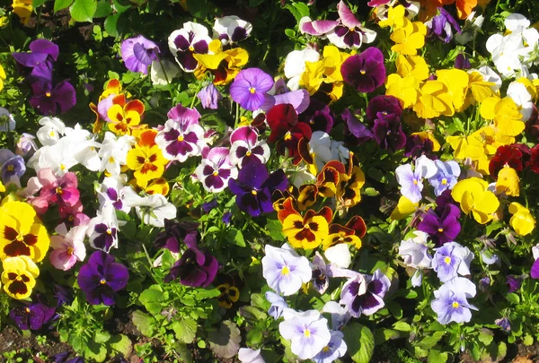 Pantaletas (Viola tricolor ) Imagen de archivo
