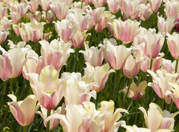 Aiuola con tulipani rosa — Foto Stock