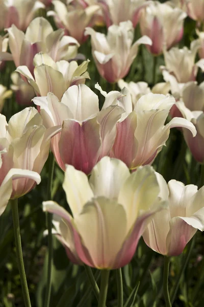Roze-wit tulpen — Stockfoto