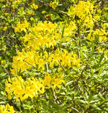 Sarı Rododendron çiçekleri