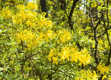 Sarı Rododendron çiçekleri