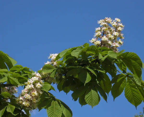 Flores brancas de castanheiro — Fotografia de Stock