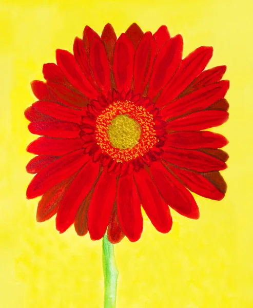 Red gerbera on yellow, watercolor — Stock Photo, Image