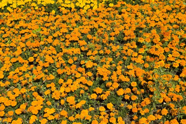 Blomma säng med orange ringblommor — Stockfoto