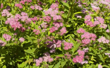 pembe erkeçsakalı çiçekler