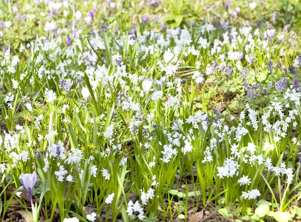 Eerste lentebloemen — Stockfoto