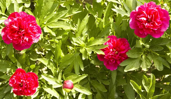 Tulipanes amarillos en jardín —  Fotos de Stock