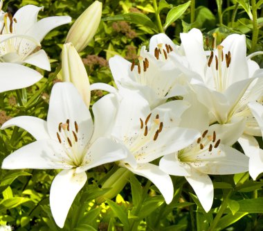 Beyaz lilyum kapatın