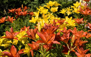 Turuncu ve sarı zambak