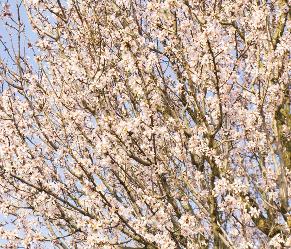 Almond tree in blossom — Stock Photo, Image