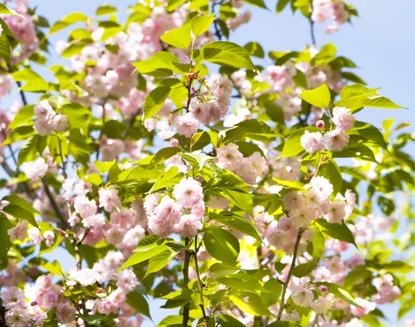 Cereja de pássaro rosa japonesa — Fotografia de Stock