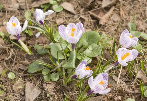 White crocuses with purple lines — Stock Photo, Image