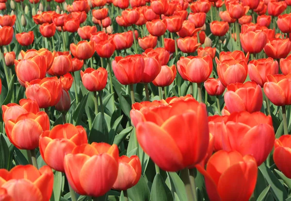 Viele rote Tulpen — Stockfoto