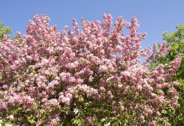 Pink cherry tree — Stock Photo, Image